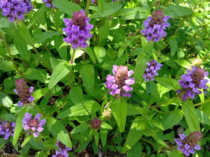 万博閉幕直前！歩いて出会える“顔のない人魚”像？アート＆植物（森＆大屋根リング）の魅力を総まとめ！