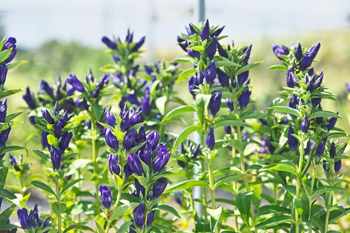 10月13日の花とは？【366日の誕生花と幸せの花言葉】