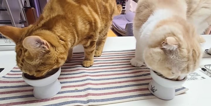 秋刀魚を食べる猫達