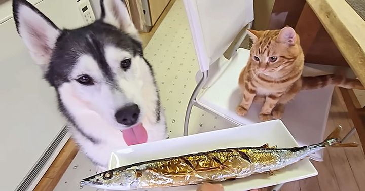 秋刀魚が気になる犬と子猫