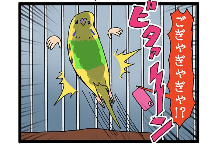 掃除機の爆音にビビる？インコ・カチョ、音怖克服チャレンジ【鳥マンガ #132】