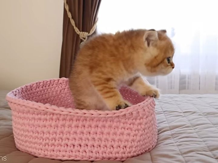 子猫が見つめる先にいたのは……