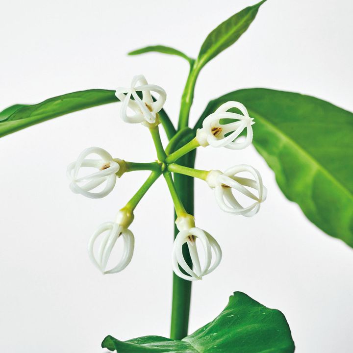 ホヤ デシプラエ