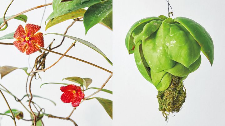 珍奇植物図鑑。チャーミングな花を持つ、つる性の着生植物「ホヤ」