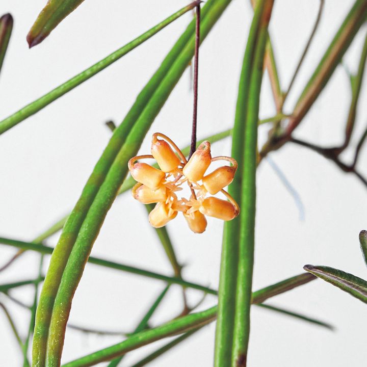 ホヤ インスラリス