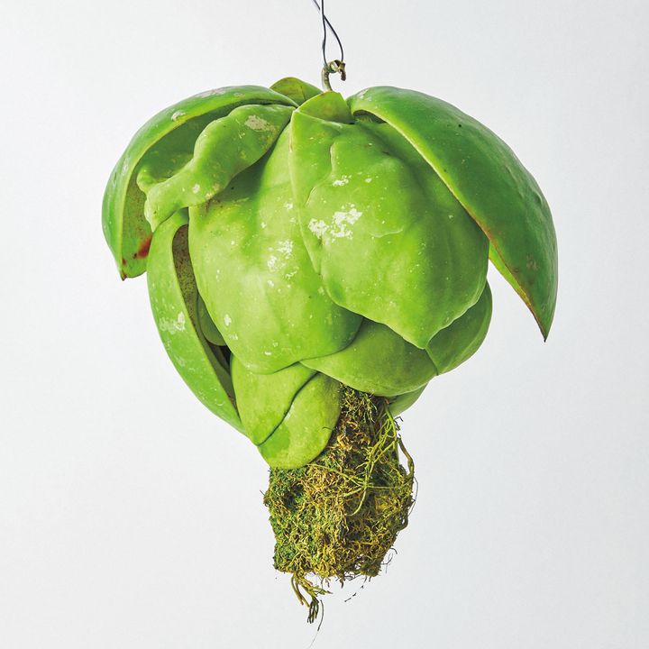 ホヤ ミトラータ