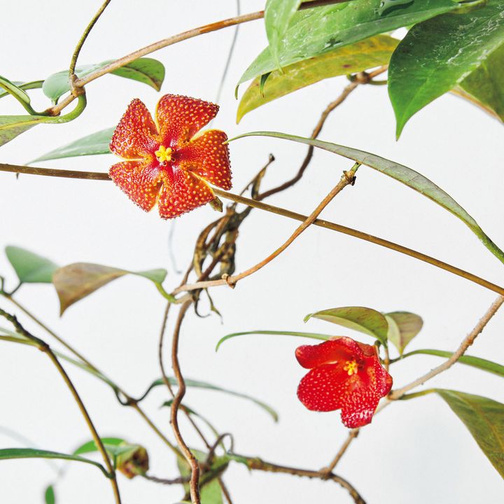 フィランテラ不明種