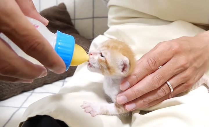 ミルクを飲む子猫