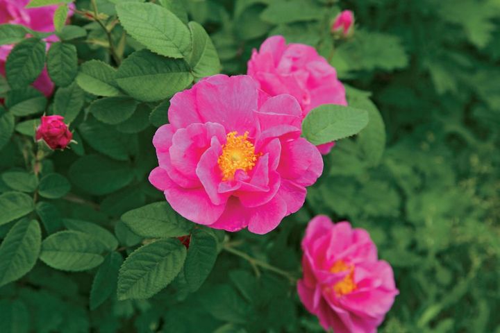 【ハーブガーデニング】花も香りも魅力的な【ローズ】の栽培方法と活用アイデア4選