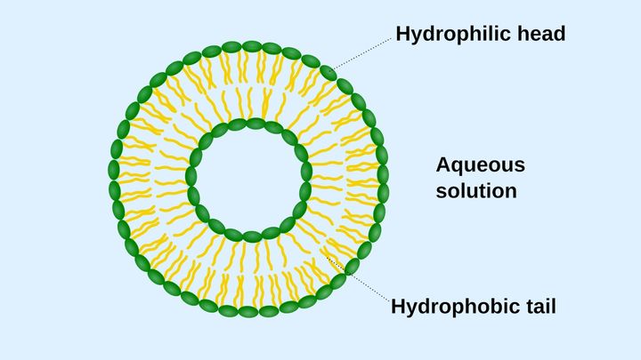 細胞外に放出される小胞は細胞膜で覆われ内部に数種類の物質を含んでいる細胞の切れ端とも言うべきものです