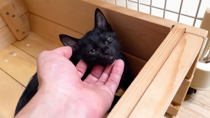 臆病だった子猫