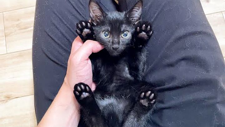 ヘソ天姿の子猫