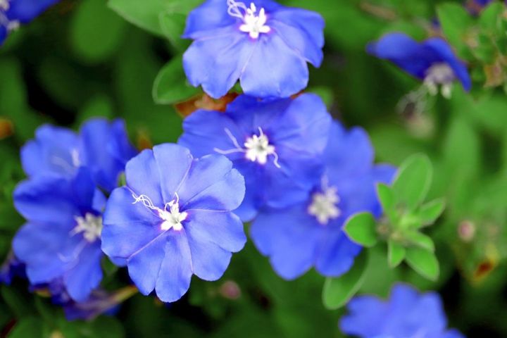 10月14日の花とは？【366日の誕生花と幸せの花言葉】