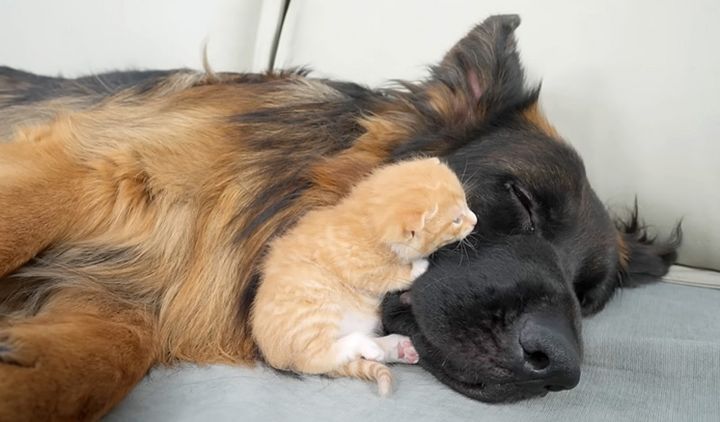 犬に寄り添う子猫