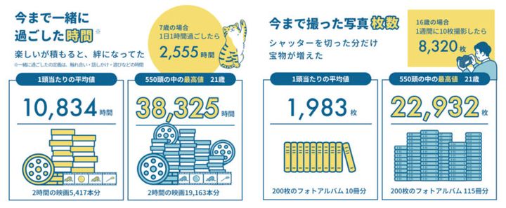 シニア猫実態調査