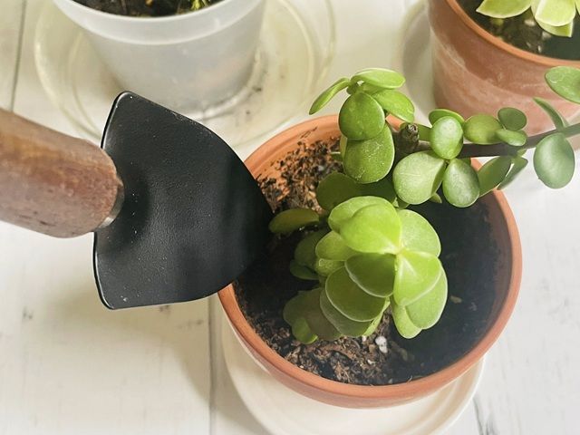 ダイソー 木柄 ミニ移植こて 小さな鉢でもok