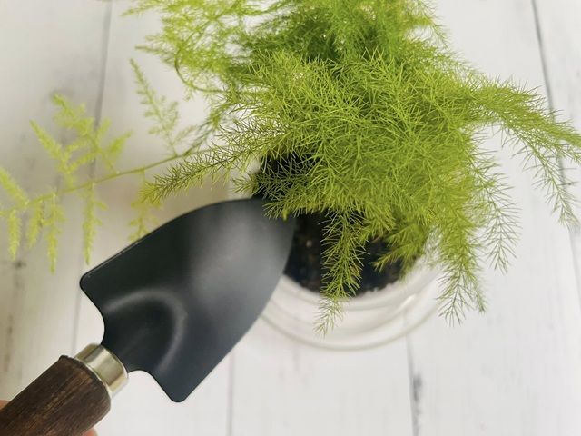 ダイソー 木柄 ミニ移植こて アスパラ