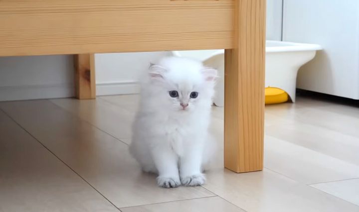 ちょこんと座って見つめる子猫