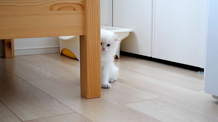 羨ましそうに見つめる子猫