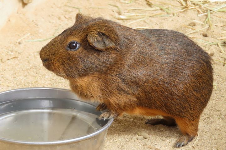 一般的なテンジクネズミ（モルモット）。普段はぱっちりお目々なのに……？