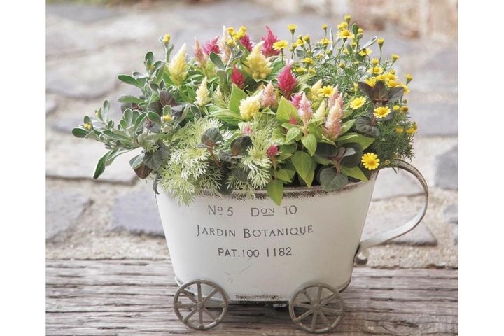 小さな鉢でも花がこんもり！ キュートな【秋の寄せ植え】ギフトにもぴったり