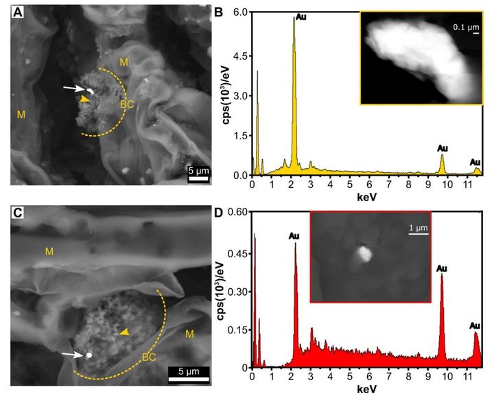 木の葉に「金ナノ粒子」—微生物がつなぐ地下と植物