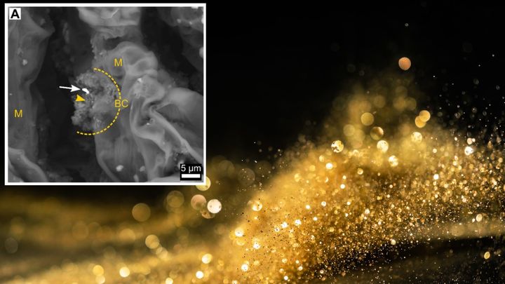 「金を蓄積する木」は葉で微生物が金粒子を固めていた