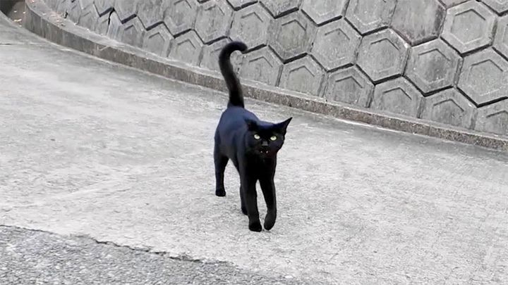 港まで送ってくれた猫