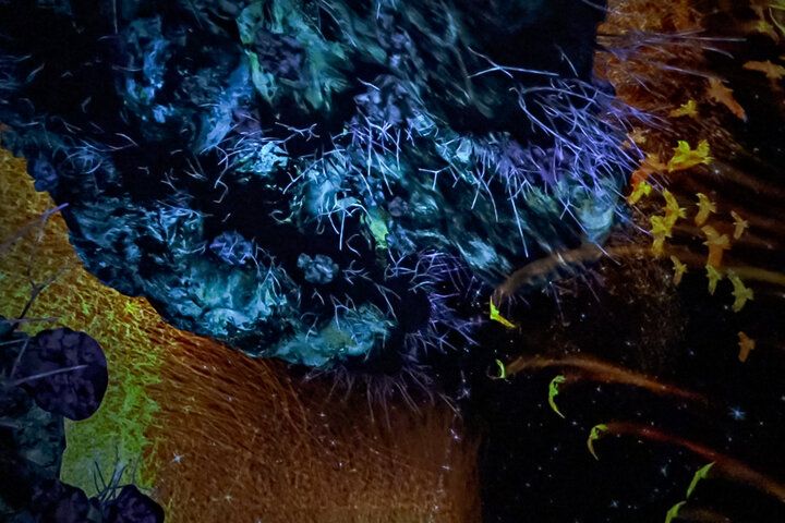 京都にチームラボ国内最大のミュージアムが誕生。日本未発表作品も