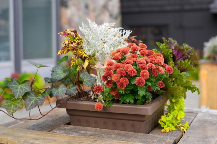 紫色の斑が入る黄色のコリウスやリーフレタスを流用した寄せ植え