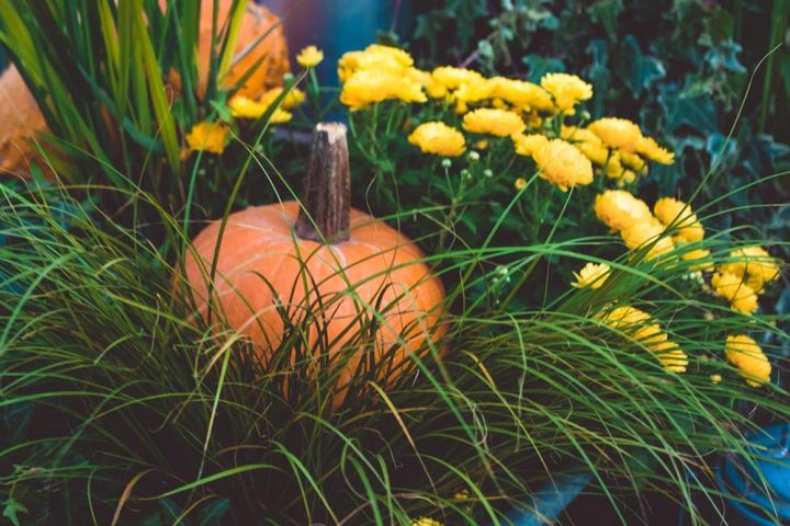 黄色のポットマムにグラスとカボチャの寄せ植え