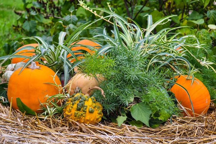 オリヅルランやアスパラガスとカボチャの寄せ植え