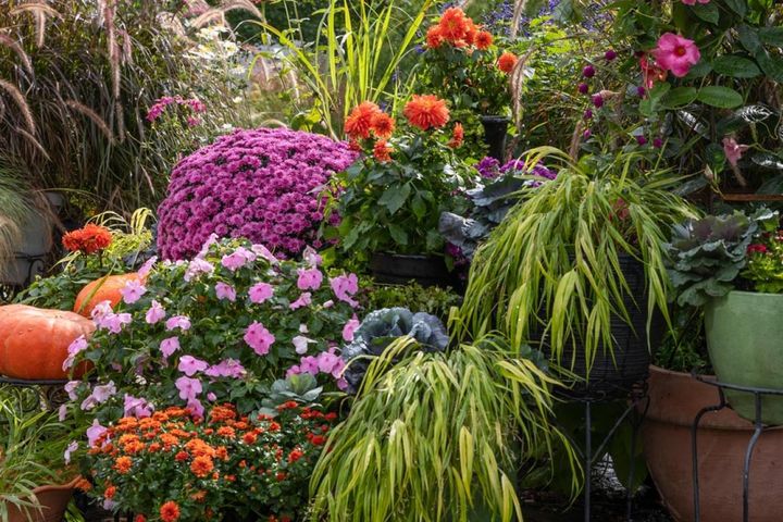 夏のインパチェンスやフウチソウは残して、秋のダリアやガーデンマムを足した寄せ鉢