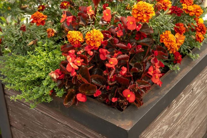マリーゴールドと銅葉のベゴニアの寄せ植え