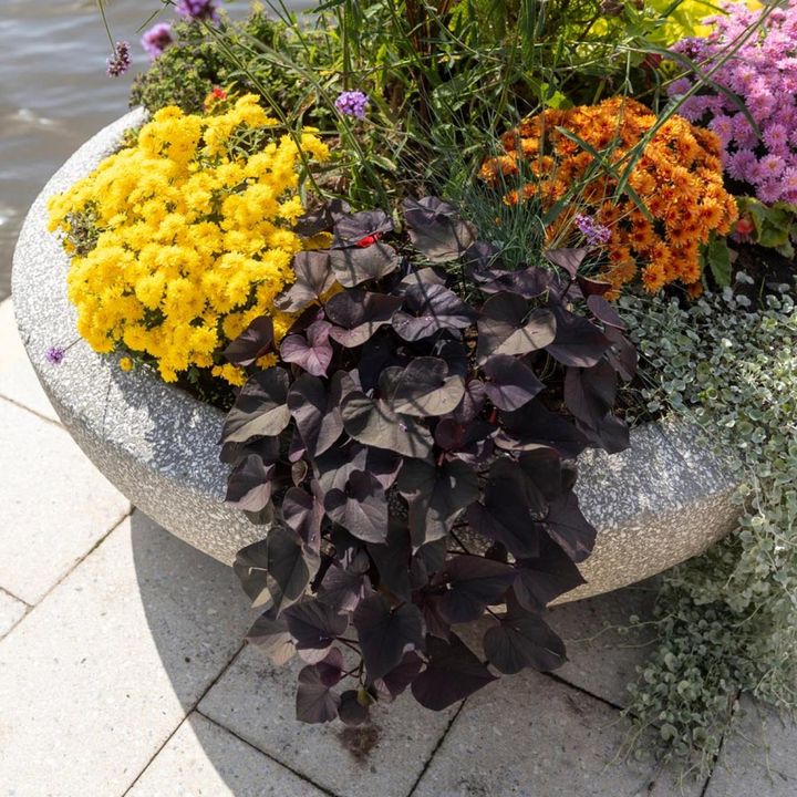 夏に旺盛に育った銅葉のイポメアを生かして