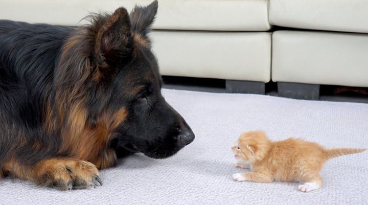 シェパードと子猫