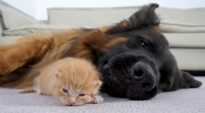 寄り添うシェパードと子猫