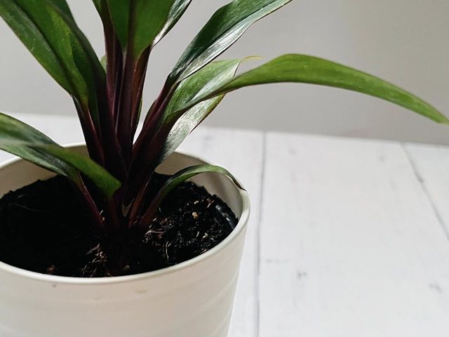 ダイソー 観葉植物 ドラセナパープルコンパクタ 茎 増やし方