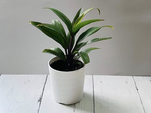 ダイソー 観葉植物 ドラセナパープルコンパクタ