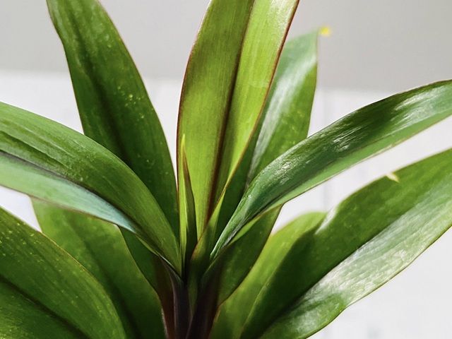 ダイソー 観葉植物 ドラセナパープルコンパクタ 葉