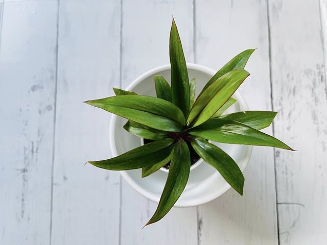 ダイソー 観葉植物 ドラセナパープルコンパクタ 上からみた葉