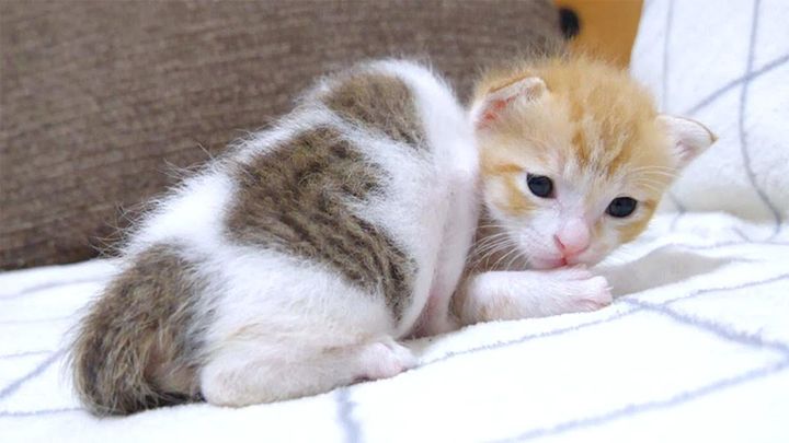 寄り添う子猫達