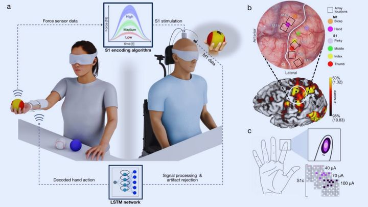 人間アバター実験成功――脳からの命令で「他人の手」を動かし手触りを感じる