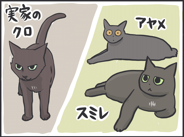 黒猫の魅力1.PNG