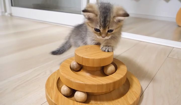 オモチャで上手く遊べない子猫