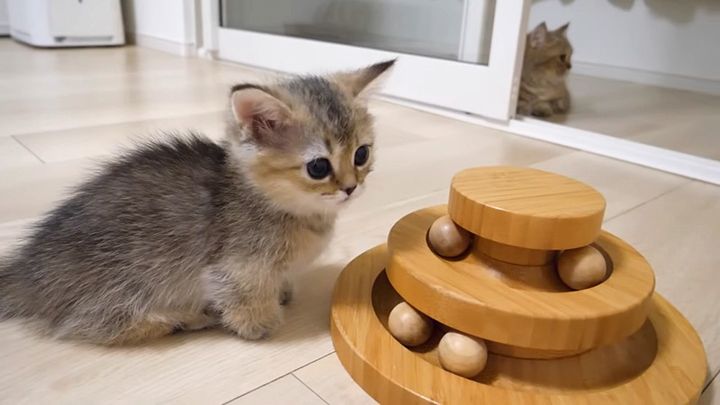 オモチャを見つけた子猫