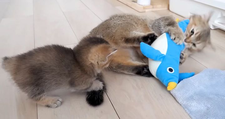 母猫に驚く子猫