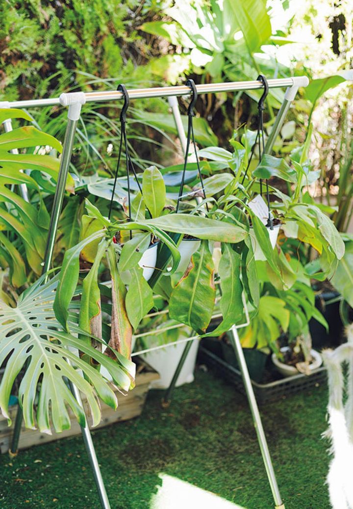 フォルムがかわいい食虫植物のウツボカズラを育成中