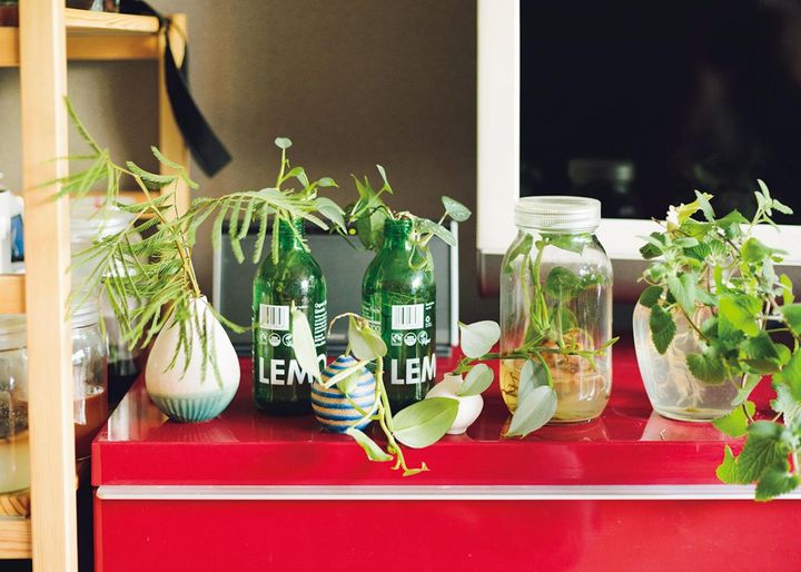 オフィス緑化の研究用にリサイクル瓶に挿して水栽培中