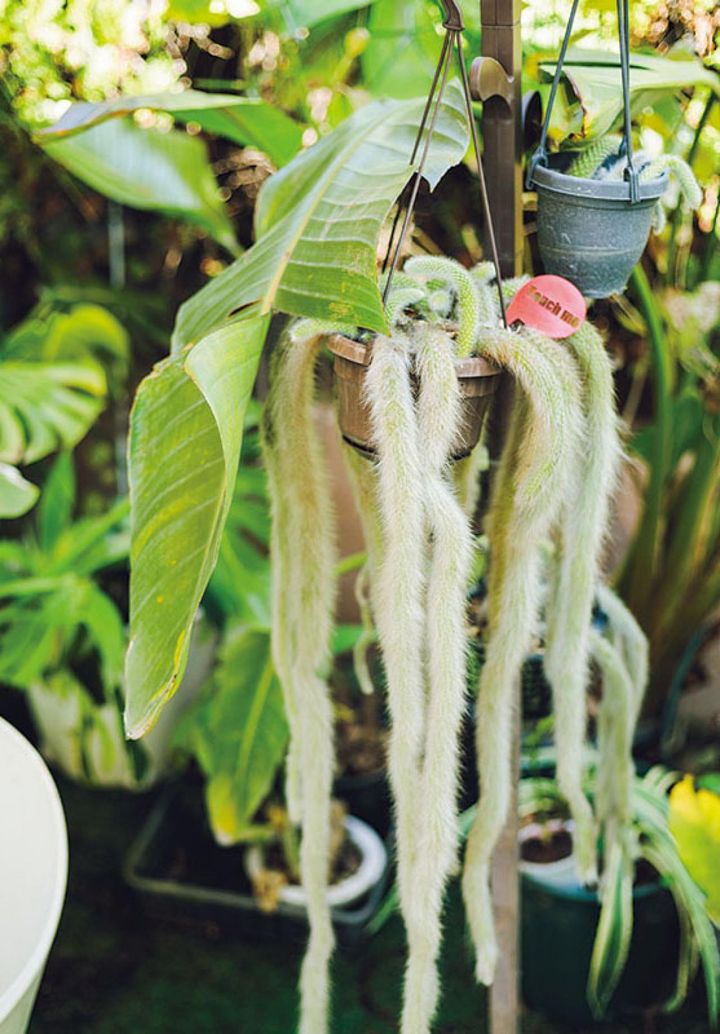 ユニークな形と力強いパワーを感じさせられる植物がたまらなく好き